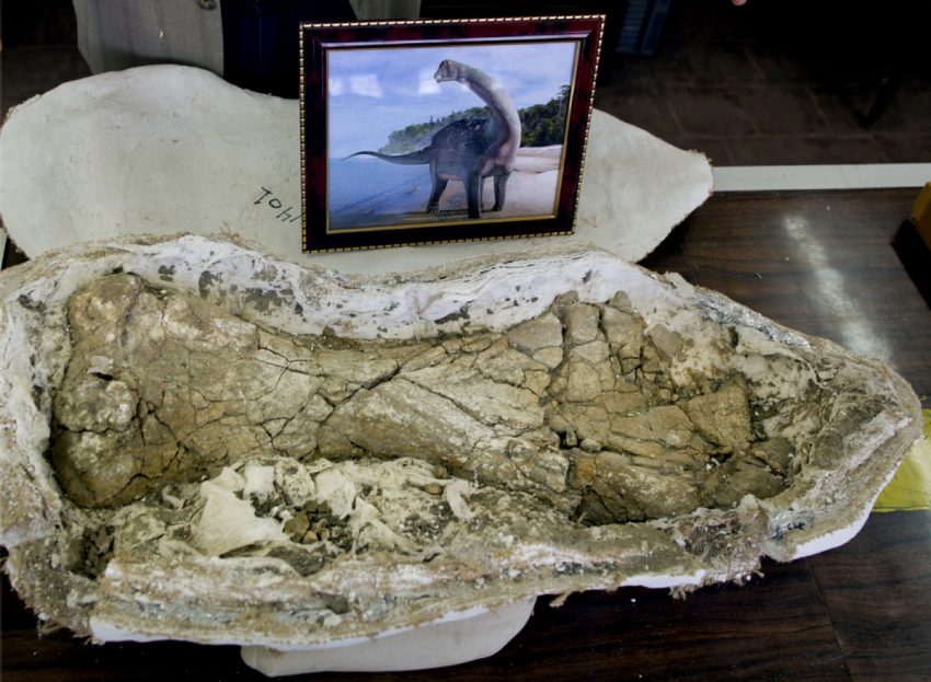 Researchers don?t know how Mansourasaurus lived and died, except for the fact that it was a plant eater.  (AMR NABIL / THE ASSOCIATED PRESS)