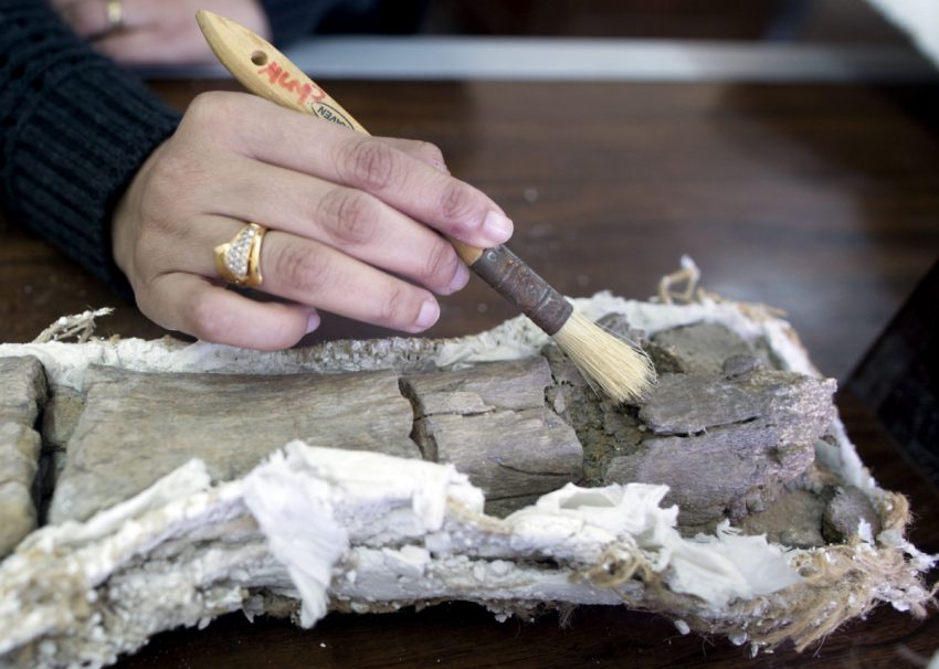 There?s no indication whether the Mansourasaurus lived alone or in a herd.  (AMR NABIL / THE ASSOCIATED PRESS)