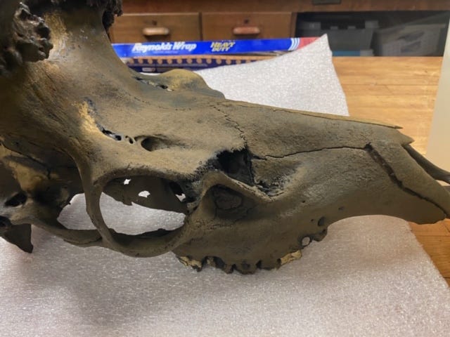 The skull of an Eastern Elk was recently discovered at the bottom of a Fenton lake and will be displayed at the Cranbrook Institute of Science. The find of the 200-year-old skull of a species that was declared extinct in 1880 is the rarest paleontology exhibit that Cranbrook has ever had.