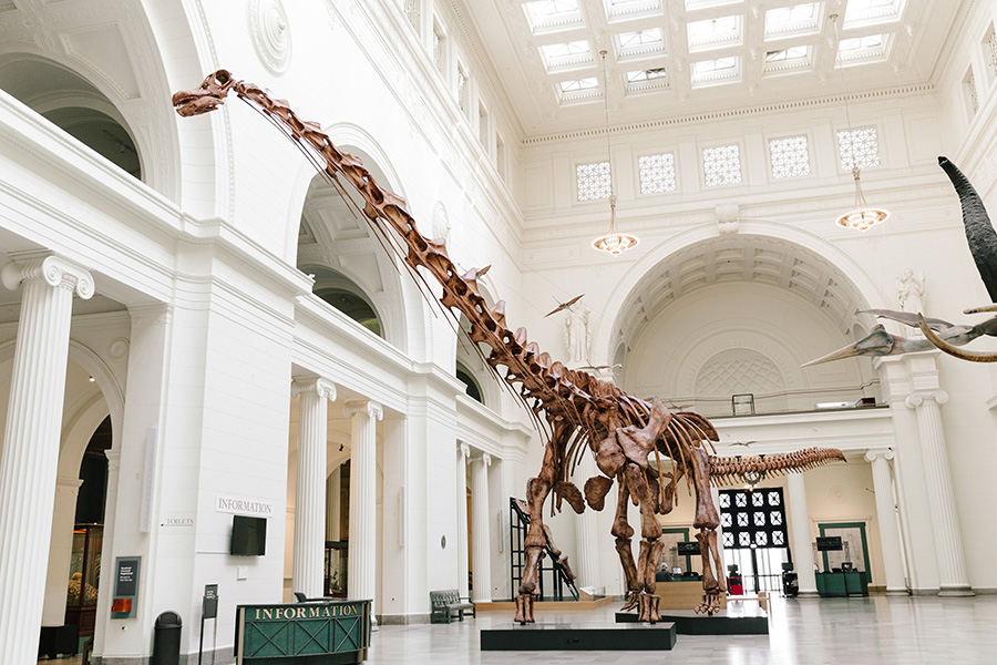 Máximo is a titanosaur called Patagotitan mayorum, the largest dinosaur ever discovered. Credit: The Field Museum