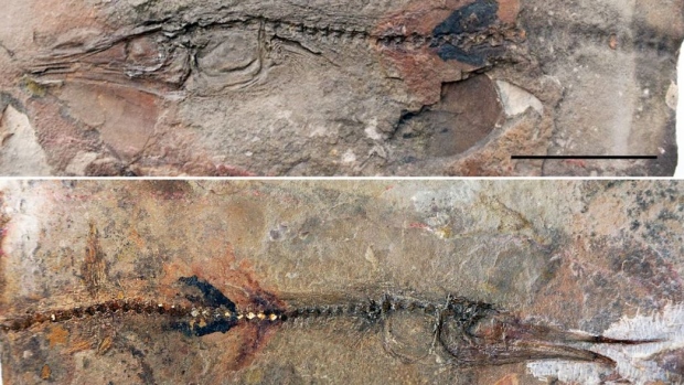 This perfectly-preserved ancient fish fossil was discovered embedded in the flagstones of an old Colombian monastery by a young boy. (Oksana Vernygora)