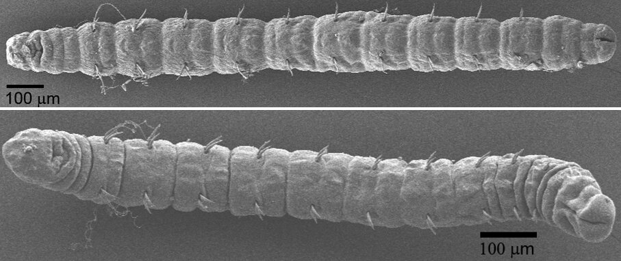 Upper specimen: Stygocapitella josemariobrancoi from a beach close to Plymouth, UK: Lower specimen: Stygocapitella furcata from the 4th of July beach on San Juan island, WA, USA Credit: José Cerca, Christian Meyer, Günter Purschke, Torsten H. Struck