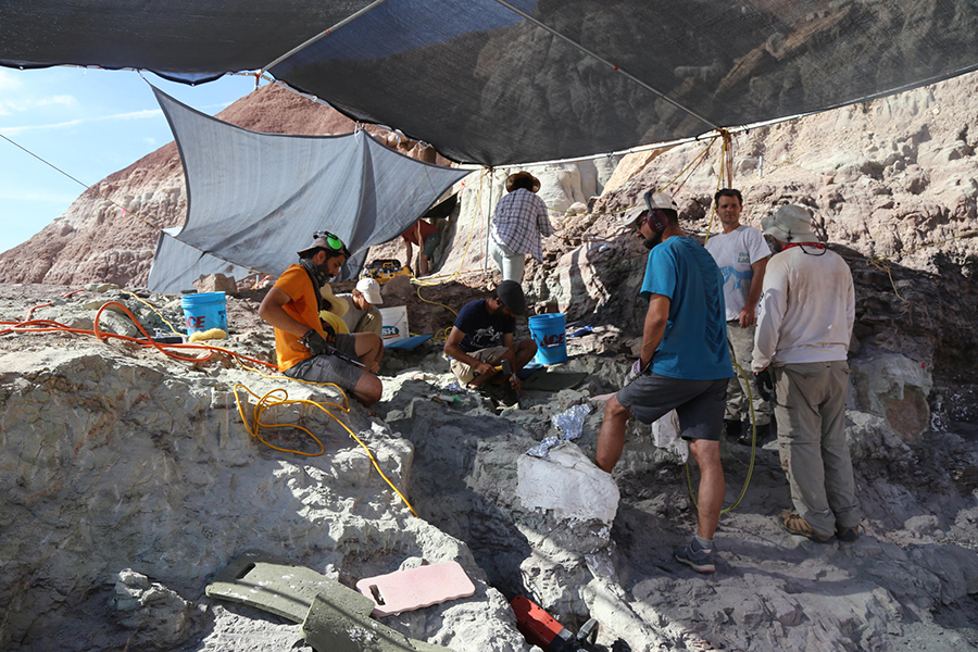 Researchers from South America work to extract a chunk of rock containing seven dinosaur vertebrae from the quarry — a significant specimen, but still under half the total vertebrae that would make up the full dinosaur. KATE GROETZINGER / KUER
