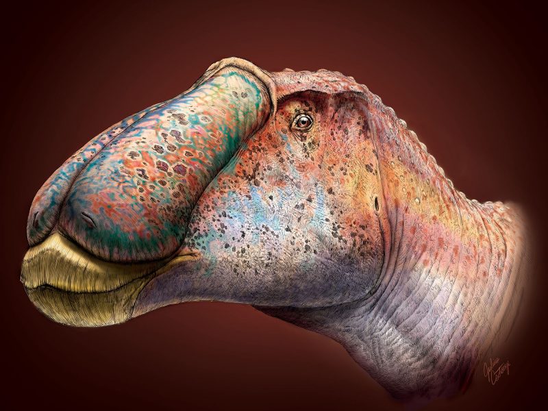 Artist's illustration of the hadrosaur in the study. Photo courtesy Julius Csotonyi