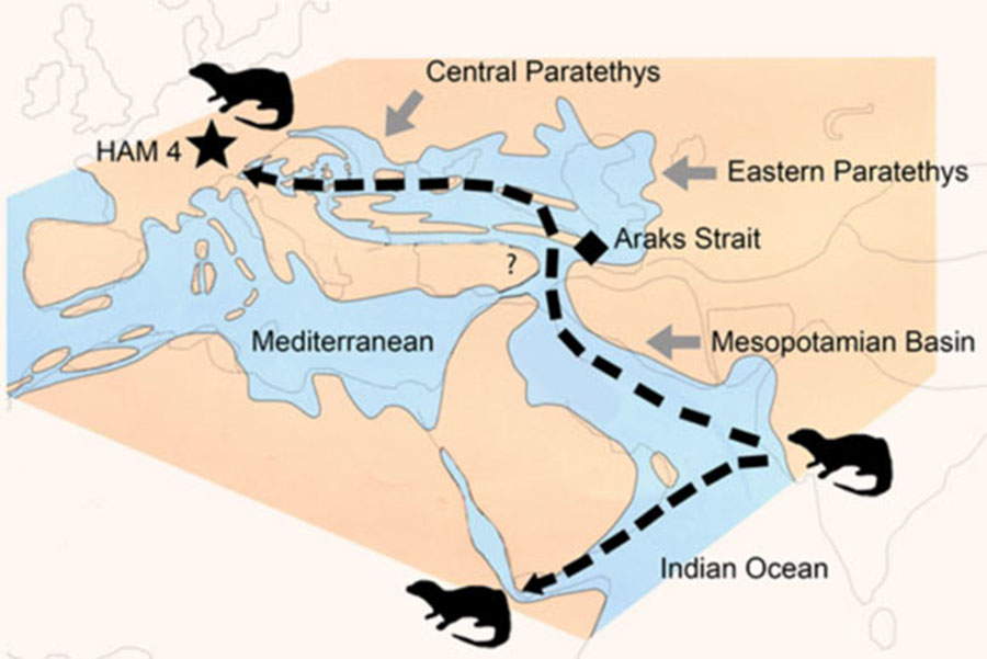 The dispersal of Vishnuonyx otters from the Indian subcontinent to Africa and Europe about 13 million years ago; HAM 4 is the position of the Hammerschmiede site. Image credit: Nikos Kargopoulos.