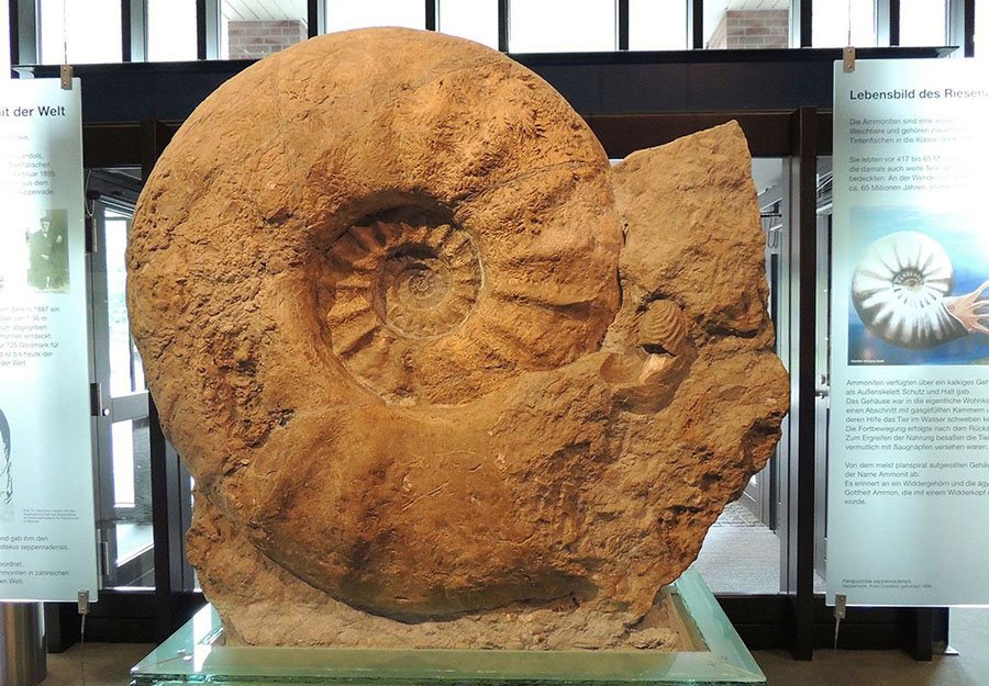 The world’s largest ammonite specimen (1.8 m in diameter) housed in the Munster Natural History Museum, Germany. Image credit: Christina Ifrim.