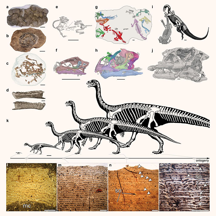 Specimens of Mussaurus patagonicus collected from the Laguna Colorada Formation, Patagonia, Argentina. Image credit: Pol et al., doi: 10.1038/s41598-021-99176-1.