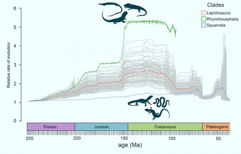 Rates of evolution for lizards and snakes (Squamata, blue line) were far lower than those for Rhynchocephalia (green line) for some 200 million years, and they only flipped in the last 50 million years or so. Image credit: Armin Elsler.