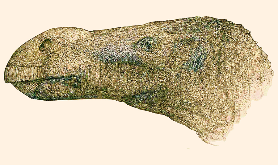 Reconstruction of the head of Brighstoneus simmondsi. Image credit: John Sibbick.