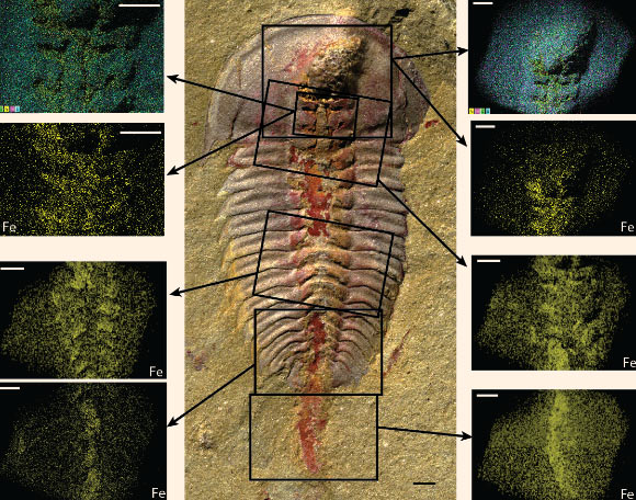 Iron concentrations in digestive tract of Palaeolenus lantenoisi. Scale bars – 1 mm. Top right and left panels show elemental maps of Fe (yellow), Si (pink), O (green), and Al (cyan) concentrations in the areas indicated by black rectangles in the central photography. All other panels show elemental maps of just Fe concentrations (yellow) in the indicated areas. Note that here and in elemental maps in other figures, some areas where iron concentrations are expected but not evident are in ‘shadow’ due to the orientation of the specimen or because that part of the specimen is outside of the width of detection, so no elemental composition is available (compare the top two panels showing Fe, Si, O, and Al with those just below showing only Fe). Image credit: Hopkins et al, doi: 10.1371/journal.pone.0184982