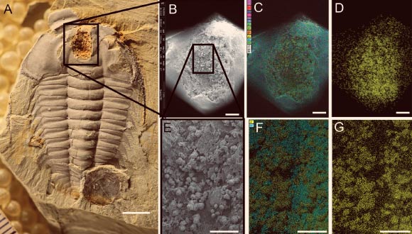 Spherical aggregates of iron oxide in crop of Redlichia mansuyi: (A) photograph of entire specimen; (B) SEM image of crop outlined in (A); (C) SEM image overlain by elemental mapping: Ti, Al (fuchsia), N, K (red), C (dark blue), Cu (pink), S (violet), P (light blue), Ca (blue-green), Na (yellow-green), Mg (orange), Fe (yellow), Si (cyan), O (green); (D) elemental map of just iron in area shown in B and C; (E) SEM image of area outlined in (B); (F) SEM image overlain by elemental mapping: Fe (yellow), Si (cyan); (G) elemental map of iron in area shown in E and F. Scale bar for (A) – 5 mm, for (B-D) – 1 mm, for (E-G) – 500 microns. Image credit: Hopkins et al, doi: 10.1371/journal.pone.0184982.