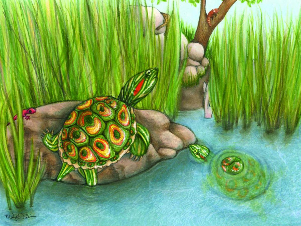 Trachemys haugrudi represents a new species of fossil turtle that lived in what is now eastern Tennessee more than 5.5 million years ago. Image credit: Mary P. Williams.