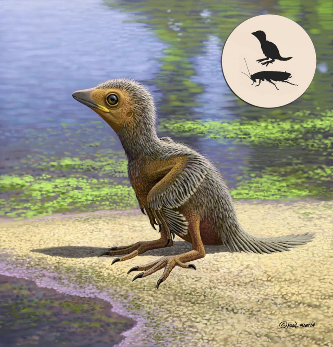Artist impression of a juvenile enantiornithe bird. Image credit: Raúl Martín.