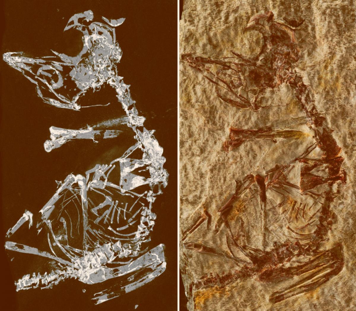 Phosphorous mapping image and photo of the specimen. Image credit: Fabien Knoll.