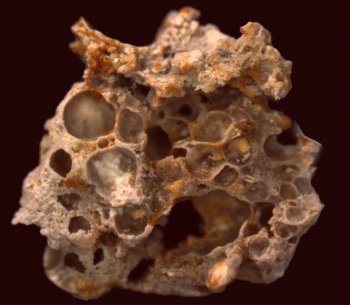 Fossilized bubbles and cyanobacterial fabric from 1.6 billion-year-old phosphatized microbial mats of the Chitrakoot Formation. Image credit: Stefan Bengtson.