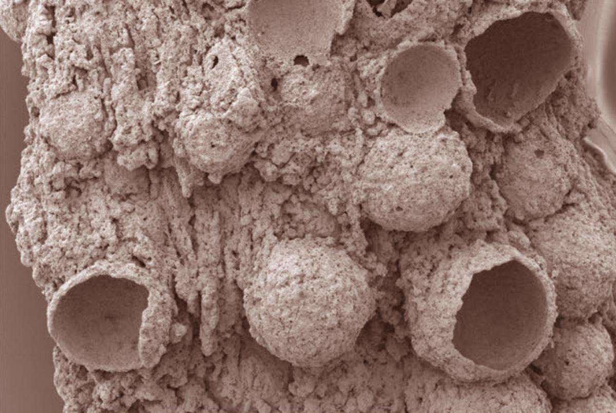 SEM micrograph of the fossilized bubbles. Image credit: Stefan Bengtson.