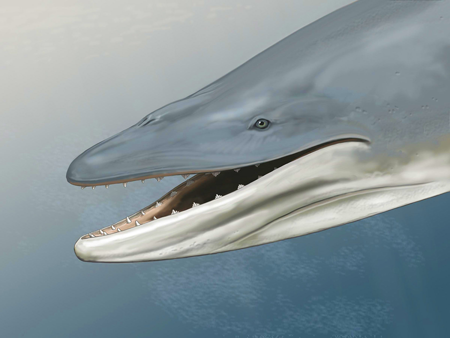 A life-like reconstruction of Llanocetus denticrenatus. Image credit: Carl Buell.