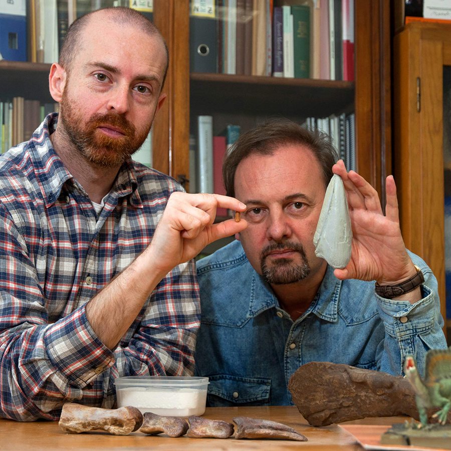 Paleontologists Simone Maganuco (left) and Cristiano Dal Sasso (right) compare the new fossil to the cast of the same bone from a subadult Spinosaurus studied in 2014; the baby Spinosaurus nail is identical, just a much smaller version of it. Image credit: G. Bindellini.