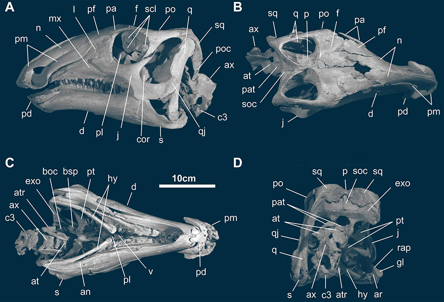 Skull and mandible of Gobihadros mongoliensis in left lateral (A), dorsal (B), ventral (C), and posterior (D) views. Abbreviations: an – angular, ar – articular, at – atlas, atr – atlantal rib, ax – axis, boc – basioccipital, bsp – basisphenoid, cop – coronoid process, c3 – 3rd cervical vertebra, d – dentary, exo – exoccipital, f – frontal, gl – glenoid for the lateral quadrate condyle, hy – hyoid, j – jugal, l – lacrimal, mx – maxilla, n – nasal, p – parietal, pa – palpebral, pat – proatlas, pd – predentary, pf – prefrontal, pl – palatine, pm – premaxilla, po – postorbital, poc – paroccipital process, pt – pterygoid, q – quadrate, qj – quadratojugal, rap – retroarticular process, s – surangular, scl – sclerotic ring, soc – supraoccipital, sq – squamosal, v – vomer. Image credit: Tsogtbaatar et al, doi: 10.1371/journal.pone.0208480.
