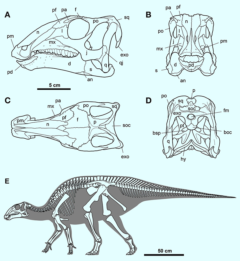 Skull of Gobihadros mongoliensis in left lateral (A), anterior (B), dorsal (C), and posterior (D) views. Schematic reconstruction of the skeleton of Gobihadros mongoliensis (E) in lateral view. Abbreviations: an – angular, boc – basioccipital, bsp – basisphenoid, d – dentary, exo – exoccipital, f – frontal, fm – foramen magnum, hy – hyoid, j – jugal, l – lacrimal, mx – maxilla, n – nasal, p – parietal, pa – palpebral, pd – predentary, pf – prefrontal, pm – premaxilla, po – postorbital, pt – pterygoid, q – quadrate, qj – quadratojugal, s – surangular, soc – supraoccipital, sq – squamosal. Image credit: Tsogtbaatar et al, doi: 10.1371/journal.pone.0208480.