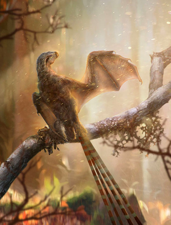 Ambopteryx longibrachium. Image credit: Chung-Tat Cheung & Min Wang / Institute of Vertebrate Paleontology and Paleoanthropology, Chinese Academy of Sciences.