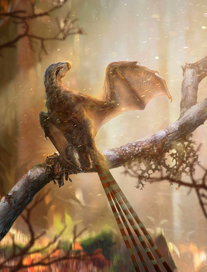 Ambopteryx longibrachium. Image credit: Chung-Tat Cheung & Min Wang / Institute of Vertebrate Paleontology and Paleoanthropology, Chinese Academy of Sciences.