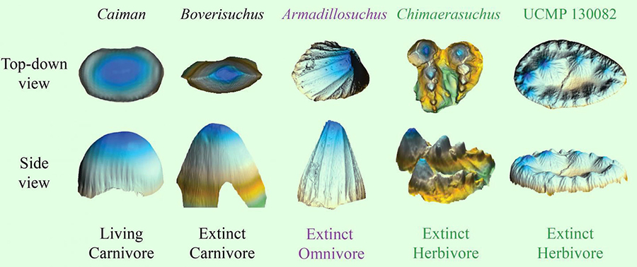 False color 3D images showing the range in shape of crocodyliform teeth. Carnivores (left), such as the living caiman, have simple teeth, whereas herbivores (right) have much more complex teeth. Image credit: Keegan Melstrom, Natural History Museum of Utah.