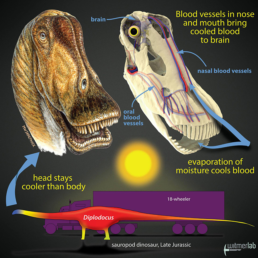 Gigantic dinosaurs like the sauropod Diplodocus, which weighed over 15 tons and was longer than an 18-wheeler truck, would have had problems with potentially lethal overheating. Hot blood from the body core would have been pumped to the head, damaging the delicate brain. The new study shows that in sauropods, evaporation of moisture in the nose and mouth would have cooled extensive networks of venous blood destined for the brain. Other large dinosaurs evolved different brain-cooling mechanisms, but all involving evaporative cooling of blood in different regions of the head. Image credit: Michael Skrepnick / WitmerLab, Ohio University.