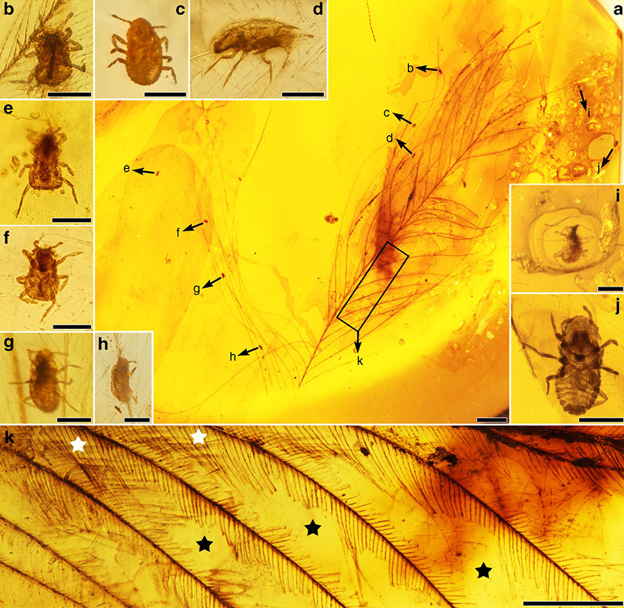 A piece of amber with the specimens of Mesophthirus engeli from the mid-Cretaceous of Myanmar: (a) photo of the whole feather and the locations of the insects, (b-j) Mesophthirus engeli specimens, (k) parts of the feather show complete areas at basal part and adjacent largely damaged area between barbs; representative, star in white referring to relatively complete barbules, star in blank referring to large areas of damages. Scale bars – 1 mm (a), 100 μm (b–j), and 0.5 mm (k). Image credit: Gao et al, doi: 10.1038/s41467-019-13516-4.