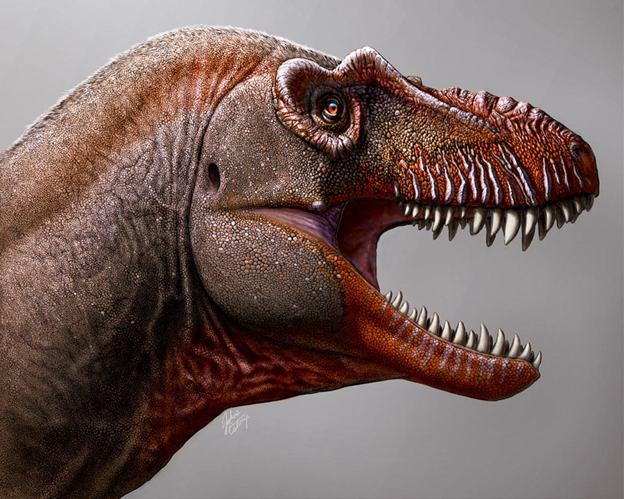 Thanatotheristes degrootorum. Image credit: Julius Scotonyi, Royal Tyrrell Museum.