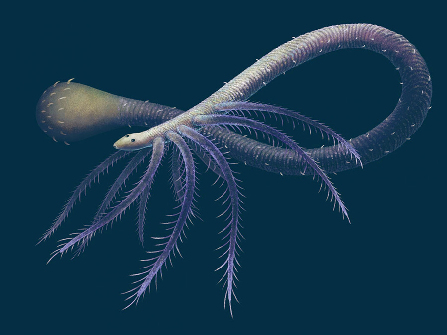 Facivermis yunnanicus. Image credit: Franz Anthony.