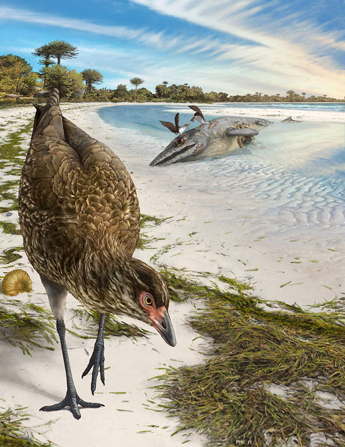 Asteriornis maastrichtensis is the first modern bird from the age of dinosaurs found in the northern hemisphere. Image credit: Philip Krzeminski.