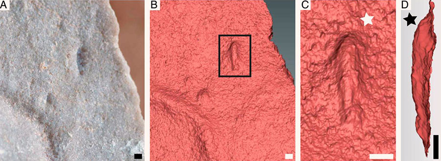 Type specimen of Ikaria wariootia from Nilpena, including (A) photograph; and (B-D) 3D laser scans; notice distinct bilateral symmetry (wider end identified by white star in C and deeper end by black star in D). Scale bars – 1 mm. Image credit: Evans et al, doi: 10.1073/pnas.2001045117.
