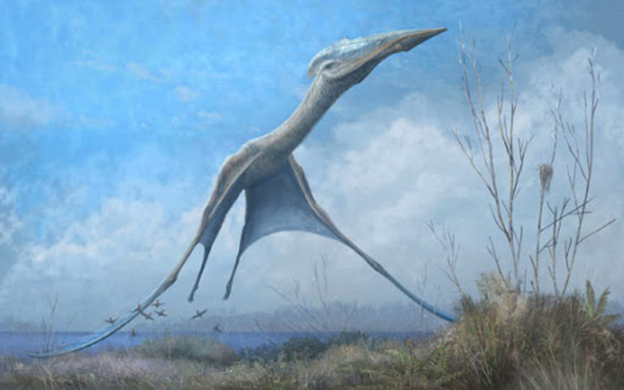A reconstruction of the giant pterosaur Hatzegopteryx launching into the air, just after the forelimbs have left the ground. Image credit: Mark Witton.