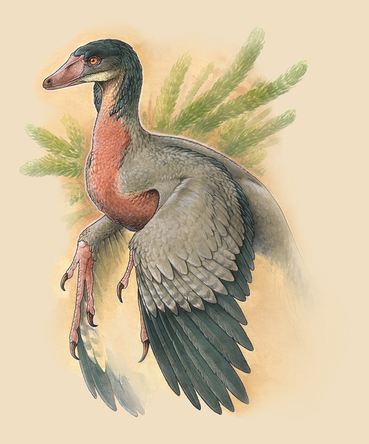 Life reconstruction of Overoraptor chimentoi. Image credit: Gabriel Lio.