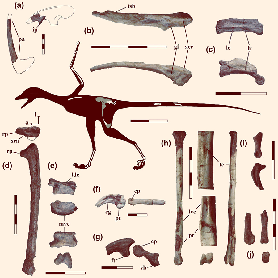Silhouette of Overoraptor chimentoi showing selected skeletal elements. Scale bars – 50 cm in the silhouette, 4 cm in (a, b, d, h, and j), and 2 cm in (c, e, f, g, and i). Image credit: Motta et al, doi: 10.1007/s00114-020-01682-1.