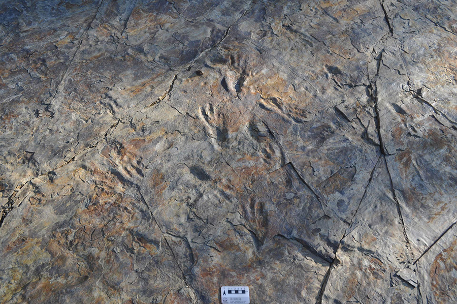 Batrachopus grandis trackways made by bipedal crocodylomorphs. Image credit: Seul Mi Bae.