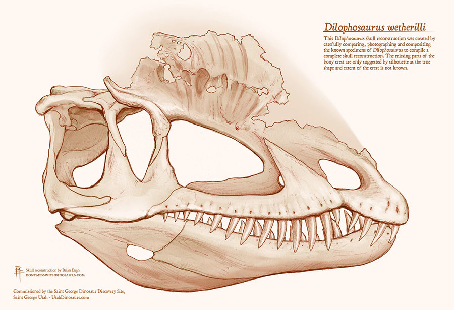 Marsh & Rowe found evidence that Dilophosaurus wetherilli’s skull served as scaffolding for powerful jaw muscles, shattering the image of the dinosaur as more fragile and svelte that has been promoted in scientific literature and popular culture. Image credit: Brian Engh / The Saint George Dinosaur Discovery Site.