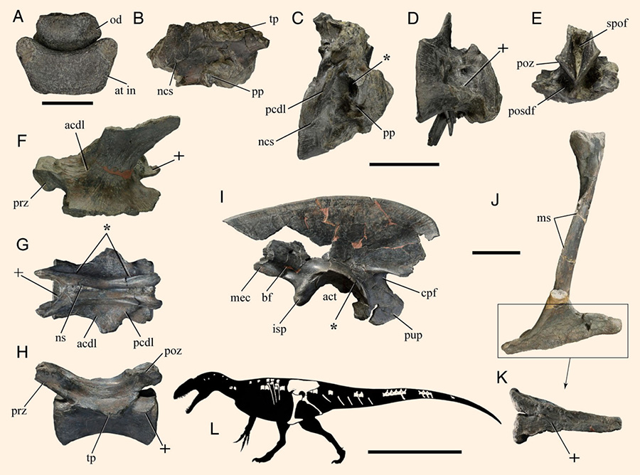 Selected elements of Lusovenator santosi and other carcharodontosaurs showing some of the features that clearly nest the new species within Carcharodontosauria: (A) Lusovenator santosi, right ilium in medial view; (B) possible carcharodontosaur from Tendaguru, right ilium in medial view; (C, D) Lusovenator santosi, right ischium in (C) proximal and (D) lateral views; (E, F) Acrocanthosaurus atokensis, left ischium in (E) proximal and (F) lateral views; (G, H) Lusovenator santosi, middle caudal vertebrae in (G) lateral and (H) dorsal views (I, J) Veteropristisaurus milneri, middle caudal vertebrae in (I) lateral and (J) dorsal views. Abbreviations: acdl – anterior centrodiapophyseal lamina, alr – anterior lateral ridge, ilc – iliac peduncle, pamr – preacetabular medial ridge, polr – posterior lateral ridge, sprl – spinoprezygapophyseal lamina. Scale bars – 100 mm (A-F) and 50 mm (G-J). Image credit: Malafaia et al, doi: 10.1080/02724634.2020.1768106.