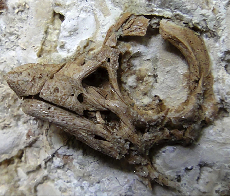 Magnified perspective of the titanosaurian embryonic skull with the preorbital and orbital region in left lateral view. Image credit: Kundrat et al, doi: 10.1016/j.cub.2020.07.091.