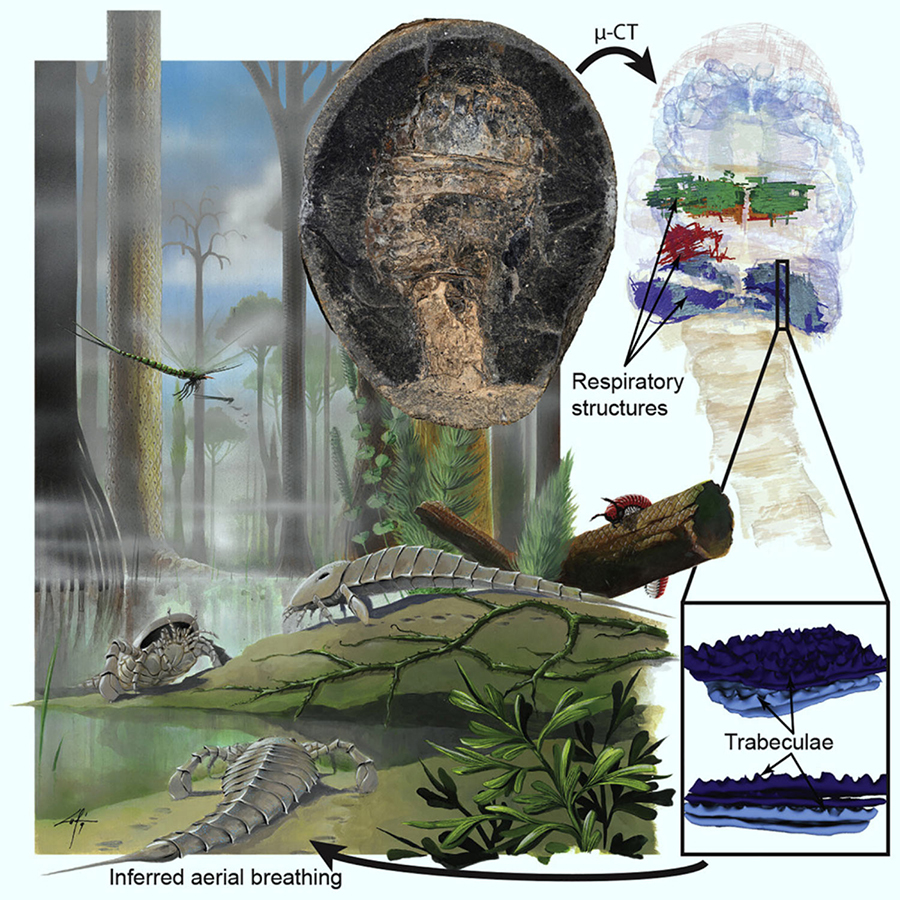 Lamsdell et al present details of the respiratory organs of Adelophthalmus pyrrhae from the Carboniferous of Montagne Noire, France, revealed through micro computed tomography (μ-CT) imaging. Image credit: Lamsdell et al, doi: 10.1016/j.cub.2020.08.034.
