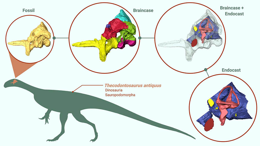 Braincase and endocast of Thecodontosaurus antiquus. Image credit: Antonio Ballell / BioRender.com / PhyloPic.org.