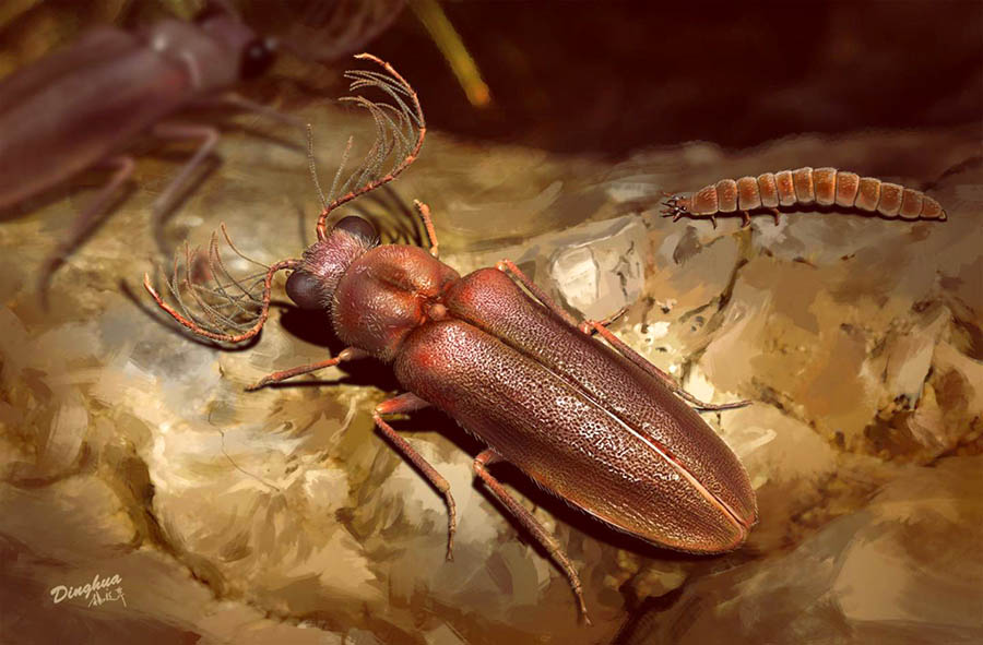 An artistic reconstruction of Cretophengodes azari; the larviform female in the background is reconstructed based on extant Phengodidae and Rhagophthalmidae beetles. Image credit: Li et al., doi: 10.1098/rspb.2020.2730.
