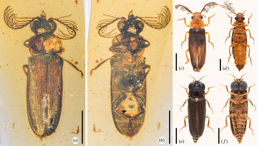 General habitus of Cretophengodidae and representatives of the closely related Phengodidae and Rhagophthalmidae, under incident light: (a, b) Cretophengodes azari, dorsal and ventral views, respectively, with arrowhead showing the photic organ; (c, d) Zarhipis sp. (Phengodidae), dorsal and ventral views, respectively; (e, f) Rhagophthalmus sp. (Rhagophthalmidae), dorsal and ventral views, respectively. Scale bars – 2 mm in (a, b, e, f) and 4 mm in (c, d). Image credit: Li et al., doi: 10.1098/rspb.2020.2730.