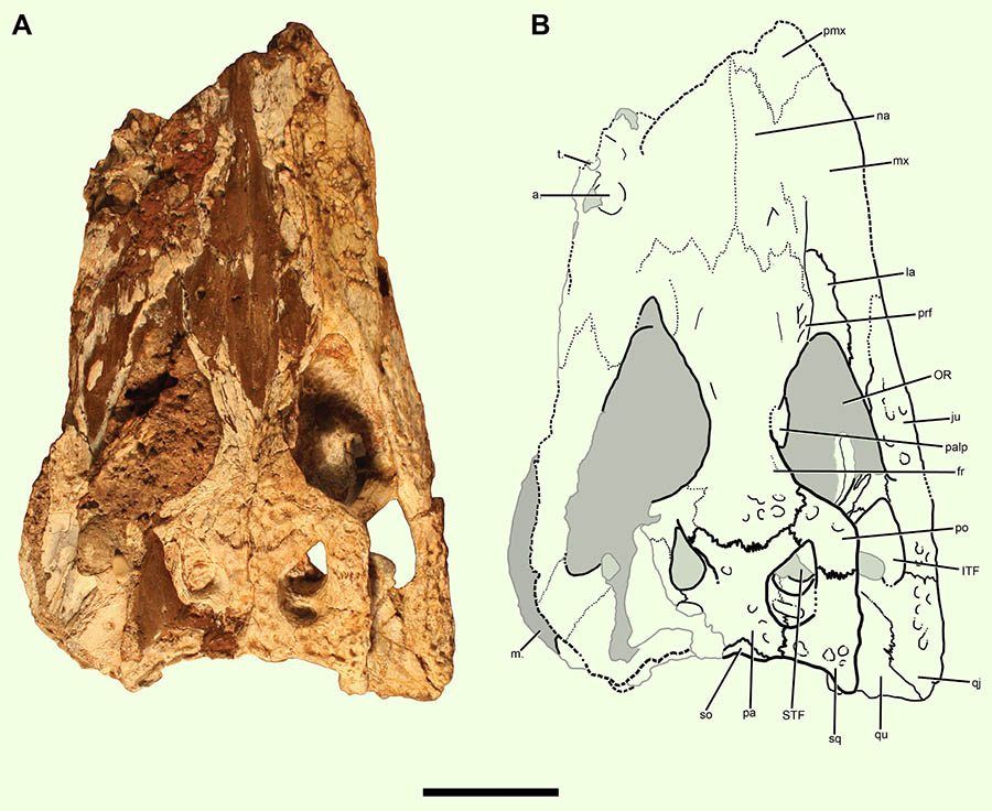 Holotype of Chinatichampsus wilsonorum: (A) cranium in ventral view; (B) interpretive line drawing; gray areas indicate matrix. Abbreviations: a. – alveoli; bo – basioccipital; bs – basisphenoid; CH – choana; ect – ectopterygoid; ITF – infratemporal fenestra; ju – jugal; la – lacrimal; m. – matrix; op – opisthotic; pal – palatine; pmx – premaxilla; po – postorbital; pt – pterygoid; qj – quadratojugal; qu – quadrate; so – supraoccipital; SOF – suborbital fenestra; sq – squamosal; t. – tooth; XII – foramen for Cranial Nerve XII. Scale bar – 5 cm. Image credit: Stocker et al., doi: 10.7717/peerj.10665.