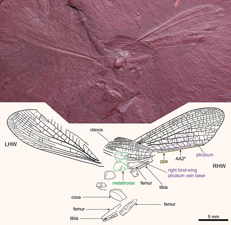 Labradormantis guilbaulti. Image credit: Demers-Potvin et al., doi: 10.1111/syen.12457.