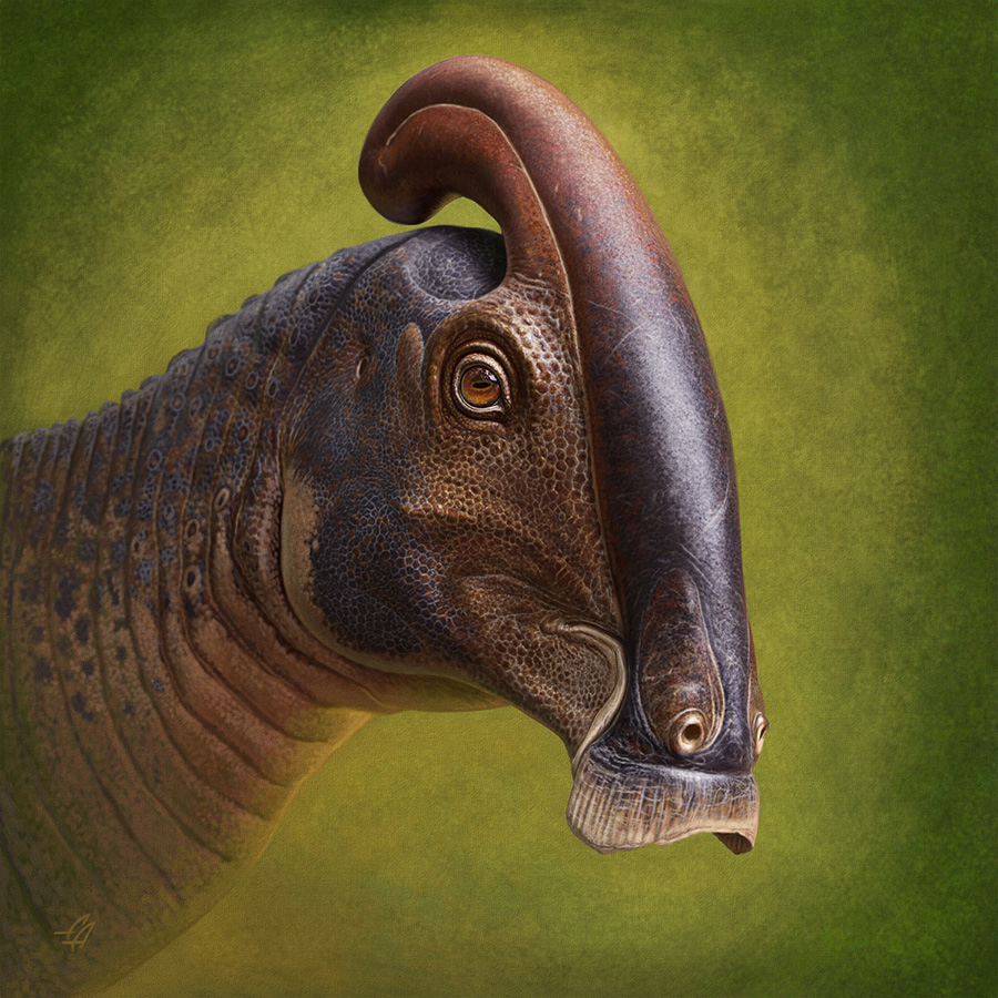 Life reconstruction of the head of Parasaurolophus cyrtocristatus. Image credit: Andrey Atuchin.