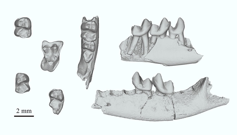 High resolution CT scans of fossilized teeth and jaw bones of Purgatorius. Image credit: Gregory Wilson Mantilla / Stephen Chester.