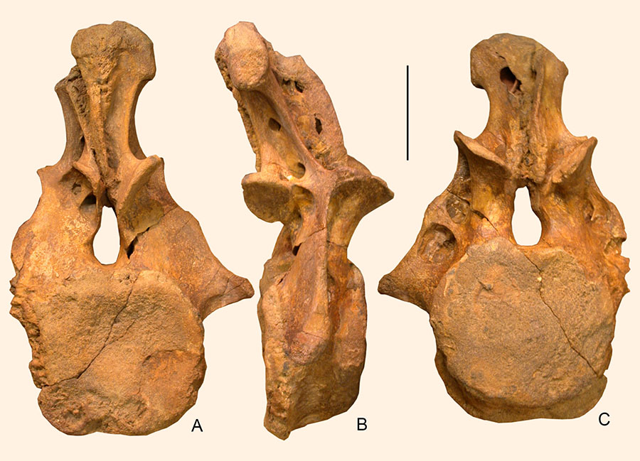 An anterior caudal vertebra of Dzharatitanis kingi in posterior (A), right lateral (B), and anterior (C) views. Scale bar – 10 cm. Image credit: Averianov & Sues, doi: 10.1371/journal.pone.0246620.