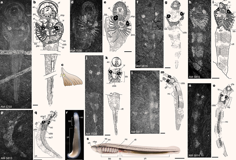 A growth series of Priscomyzon riniensis; it has no ammocoete phase, and is shown in reverse ontogenetic order: (a, b) adult stage; (c) schematic reconstruction of a part of the circumoral feeding apparatus of Priscomyzon, showing two petaliform plates and cusps from oblique ventral view from a center of the oral funnel; (d, e) juvenile stage; this stage is characterized by a well-developed oral funnel and branchial region; (f-k) late larval stage; this stage is intermediate in snout length and branchial expansion; (l-o) early larval stage; the larvae are slender and elongate, and the branchial region is small compared to the rest of the body; (p, q) hatchling stage; this 14-mm-long specimen is characterized by an abdominal bulge and has an elongate snout and small branchial region; prominent eyes and a circumoral feeding apparatus are already present in this individual as in later ontogenetic stages; (r, s) early ontogenetic phases of the modern lamprey Petromyzon marinus; unlike in the stem lamprey, larvae of modern lampreys have an oral hood, primordial eye spots, and elongate branchial baskets. Scale bars – 2 mm. Image credit: Miyashita et al., doi: 10.1038/s41586-021-03305-9.